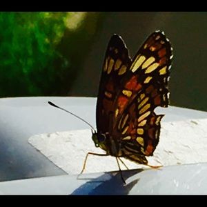 Meet your Posher, Brittney